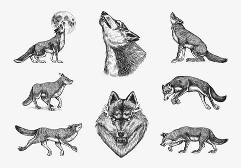 Gray wolf set. Gray wolf. A predatory beast. Wild forest animal. Vector Engraved Stock Illustration
