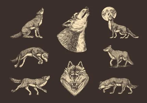 Gray wolf set. Gray wolf. A predatory beast. Wild forest animal. Vector Engraved Stock Illustration