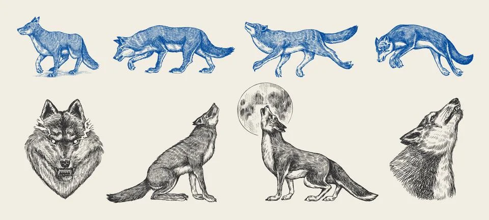 Gray wolf set. Gray wolf. A predatory beast. Wild forest animal. Vector Engraved Stock Illustration