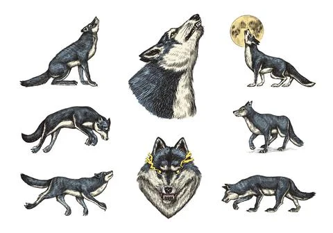 Gray wolf set. Gray wolf. A predatory beast. Wild forest animal. Vector Engraved Stock Illustration
