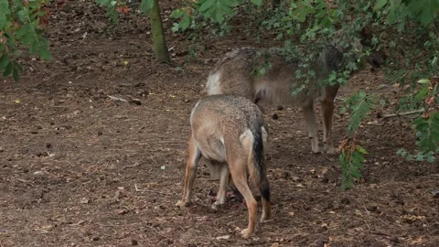 Gray Wolf Shows Feeding Dominance While Another Wolf Waits Stock Footage 340542675