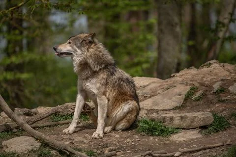 Gray wolf sitting on a rugged rocky surface in a dense forest. Stock Photos