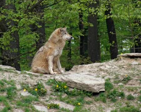 Gray wolf sitting on small hill Stock Photos