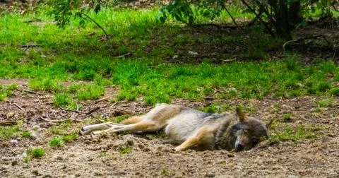 Gray wolf sleeping on the ground of a forest, common carnivorous mammal from  Stock Photos