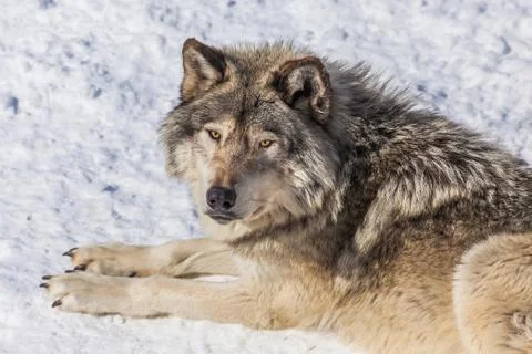 Gray Wolf in the Snow Looking up at the Camera Stock Photos