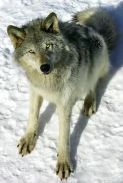 Gray wolf in the snow Stock Photos