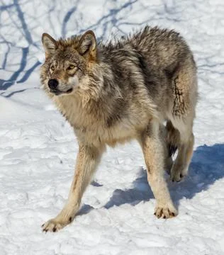 Gray Wolf in the Snow Stock Photos