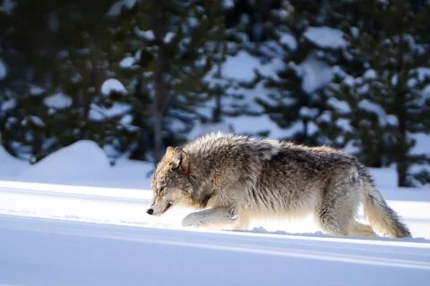 Gray Wolf in Snowy Forest Stock Photos