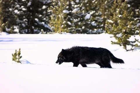 Gray Wolf in Snowy Forest Stock Photos