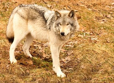 Gray wolf on a spring day Stock Photos
