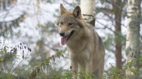 Gray wolf standing in forest environment looking around and walking away in.. Video stock 337404137