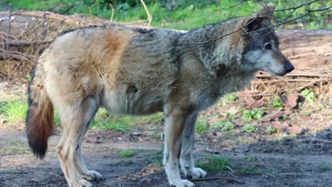 Gray wolf standing in a natural setting, turning its head toward the camera Stock Footage 332877313