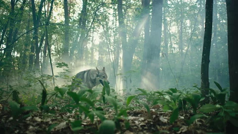 Gray wolf stands among forest trees with sunbeams behind it Vídeo Stock 155852363