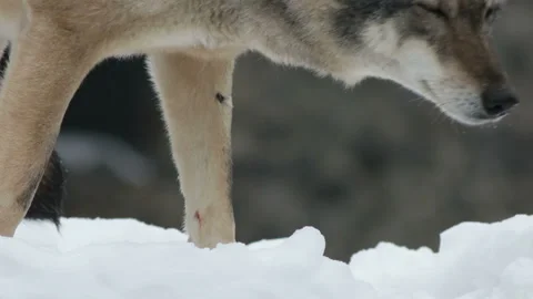 Gray wolf stands Stock Footage 99284115