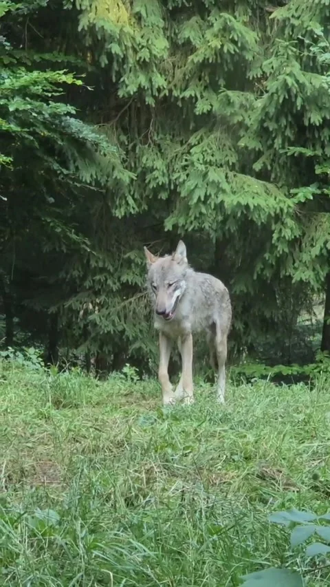 A gray wolf stands in a forest clearing and slips into the woods Video stock 337891961