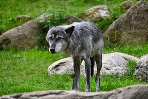 Gray wolf stands on grass by rocks in a natural setting during daytime Stock Photos