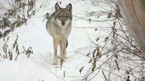 Gray wolf stands in the snow and looks Stock Footage 99352993