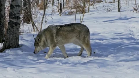 Gray wolf steps through deep snow in a winter woodland setting, capturing a Vídeo Stock 334105605