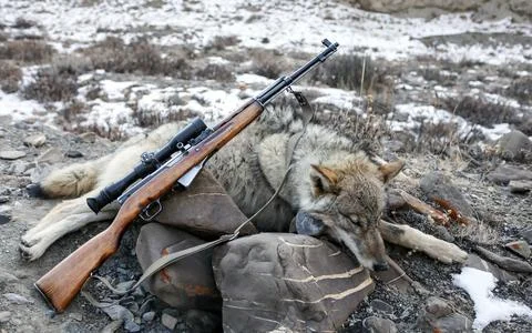 Gray wolf trophy and small arms with optics on stones in the mountains. Stock Photos