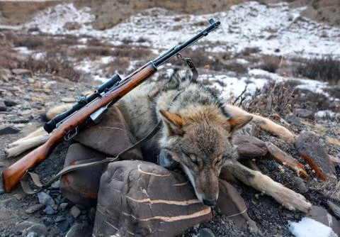 Gray Wolf Trophy and weapons after the hunt Stock Photos