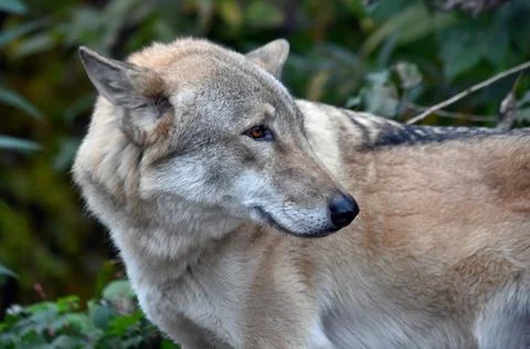 Gray wolf turned his head back Stock Photos