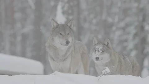 Gray Wolf two animals in snow in winter forest in slow motion, Canis lupus Stock Footage 224104521