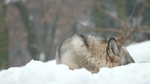 Gray wolf wakes up 库存影片 99353543