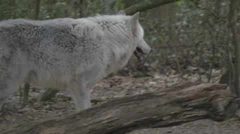 Gray Wolf Walking Stock Footage 48381355