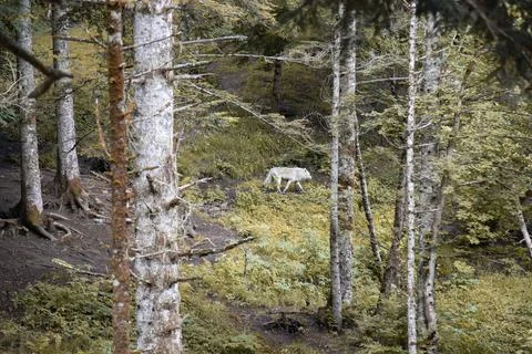 Gray wolf walking through dense forest vegetation Stockfoto's