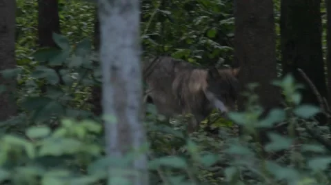Gray Wolf walking through a forest 库存影片 53638741