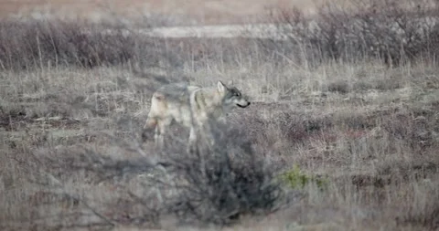 Gray Wolf Walking Trotting in Fall Autumn by Churchill Manitoba Tundra Steppe Stock Footage 272622523