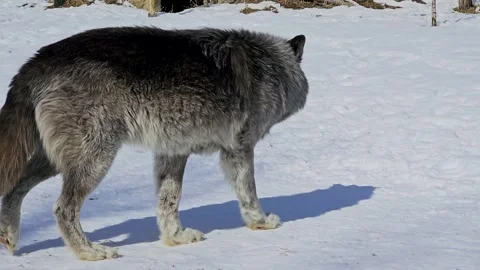 Gray wolf walks across snowy ground in a winter habitat, capturing a striking Video stock 334099806