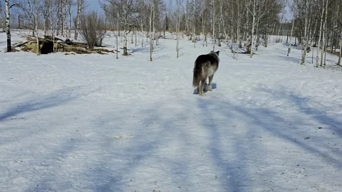 Gray wolf walks across a snowy enclosure in winter, capturing a calm wildlife Stock Footage 334104192