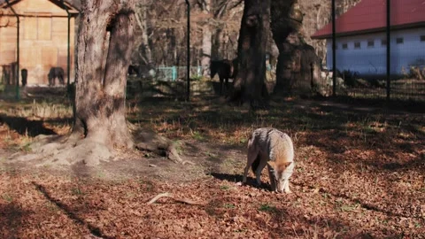 Gray wolf walks in a cage Stock Footage 183578643