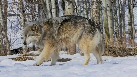 Gray wolf walks through snow in a winter woodland habitat, capturing a strong Stockbeeldmateriaal 334104850