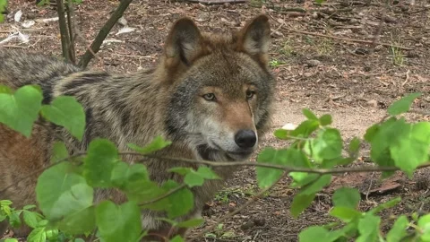 The gray wolf watches intently and licks its lips. Video stock 337953505
