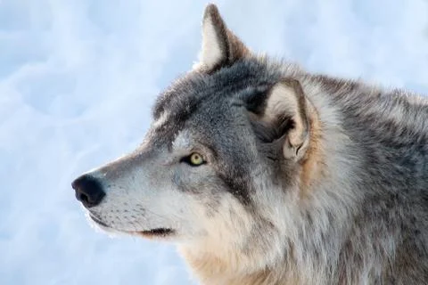 Gray wolf in winter Stock Photos