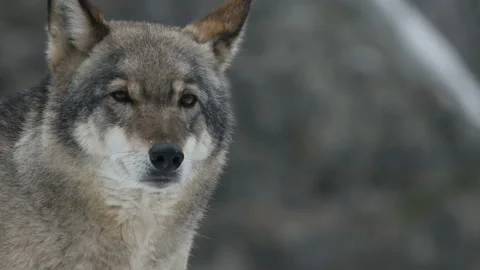 Gray wolf is yawning Stock Footage 99284314