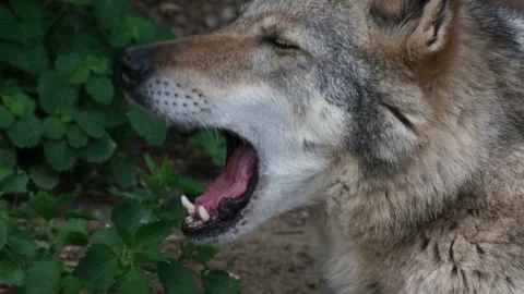 Gray wolf yawns, close-up Stock Footage 89843500