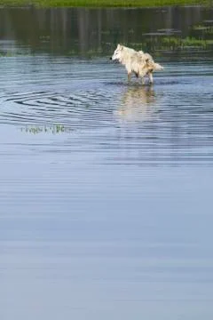 Gray wolf, yellowstone national park wyoming Foto stock