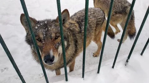 Gray wolf in the zoo in winter Stock Photos