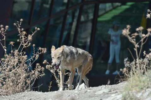 Gray wolf in the zoo. The wolf whose moult Stock Photos