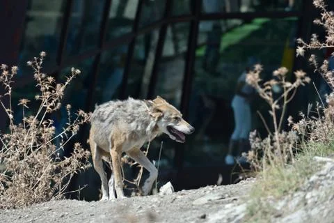 Gray wolf in the zoo. The wolf whose moult Stock Photos