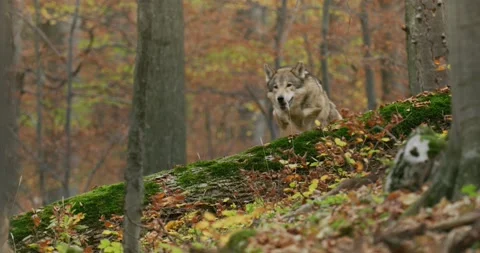 Gray wolves (Canis Lupus) running in the autumn forest, slow motion Stock Footage 192547167