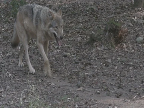 Gray Wolves (Canis lupus) walking and meets in the forest. Video stock 70451185