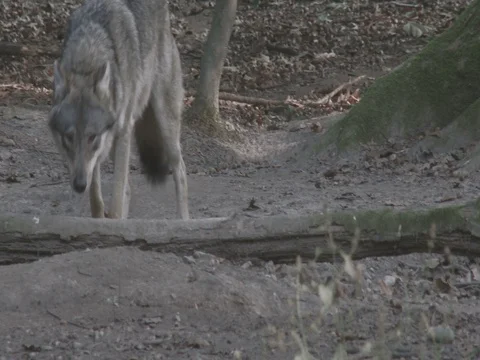Gray Wolves (Canis lupus) walking in the forest. Video stock 70468887