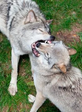 Gray wolves fighting Stock Photos