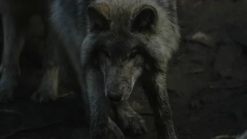 Gray Wolves In The Forest Of Parc Omega In Quebec, Canada.  - close up 스톡 동영상 143869975
