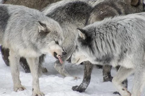 Gray wolves interacting in a snowy forest setting during winter months Stock Photos