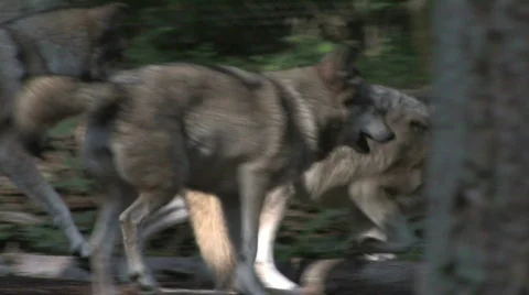 Gray Wolves at play 2b Stock Footage